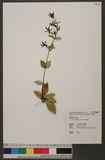 Swertia shintenensis Hayata s
