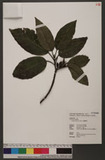 Aucuba japonica Th...