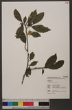 Camellia oleifera ...
