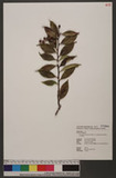 Vaccinium dunalianum Wight var. caudatifolium (Hayata) H. L. Li ï]