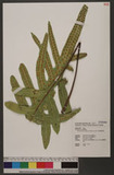 Microsorium scolopendrium (Burm.) Copel. P