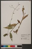 Rhopalephora scaberrima (Blume) Faden G˸