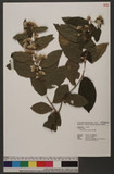 Vernonia gratiosa Hance Lss