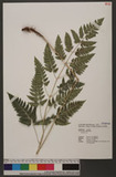 Dryopteris polita Rosenst. OF