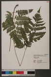 Dryopteris polita Rosenst. OF