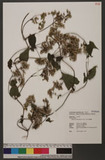 Mikania cordata (Burm. f.) B. L. Rob. A