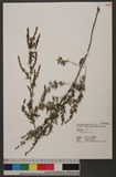 Artemisia lancea V...