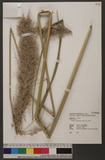Erianthus arundinaceus (Retz.) Jesw. T