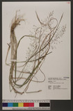 Eragrostis ferruginea (Thunb.) P. Beauv. 