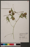 Cardiospermum halicacabum L. ˦aa