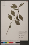 Ardisia cornudentata Mez subsp. morrisonensis (Hayata) Yuen P. Yang ɤs
