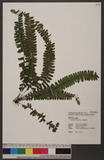 Asplenium normale D. Don ͪK