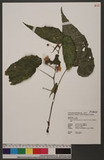Begonia chuyunshanensis C.-I Peng & Y. K. Chen Xs