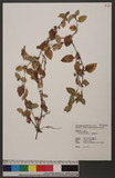Commelina benghalensis L. 긭n