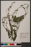Hylodesmum podocarpum (DC.) H. Ohashi & R. R. Mill ٸs½