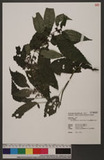 Pilea elliptifolia B. L. Shih & Yuen P. Yang 긭N