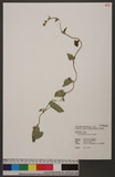 Ipomoea biflora (L.) Persoon 白花牽牛