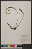 Lepisorus kawakamii (Hayata) Tagawa ˸