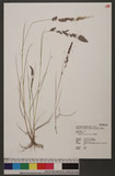 Eragrostis ciliari...