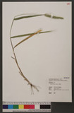 Setaria viridis (L.) P. Beauv. 