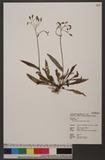 Ixeris chinensis (Thunb.) Nakai ߥJ