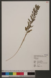 Chenopodium sp.