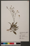 Ixeris chinensis (Thunb.) Nakai ߥJ