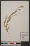 Brachiaria subquadripara (Trin.) Hitchc. |uί