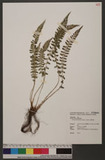 Polystichum thomsonii (Hook.) Bedd. տ
