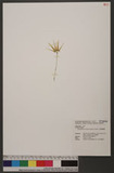 Bulbophyllum hirun...