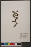 Epigeneium nakaharae (Schltr.) Summerh. s]۱