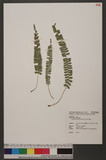Polystichum deltodon (Bak.) Diels ͦտ