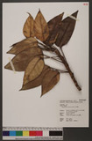 Rhaphidophora liukiuensis Hatsushima w