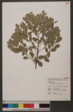 Flueggea suffruticosa (Pallas) Baillon ]