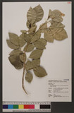 Murraya paniculata (L.) Jack. var. omphalocarpa (Hayata) Swingle G