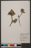 Wikstroemia indica (L.) C. A. Mey. n