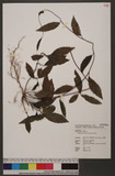 Kadsura japonica (L.) Dunal nl
