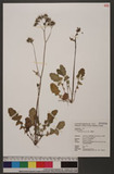 Youngia japonica (L.) DC. O