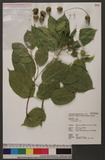 Croton tiglium L. ڨ