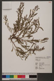 Phyllanthus sp.