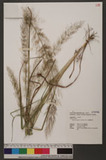 Eragrostis japonica (Thunb.) Trin. JV