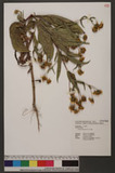 Guizotia abyssinica (L. f.) Cass.