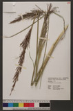 Vetiveria zizanioides (L.) Nash aT