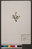 Lindernia procumbens (Krock.) Borbas W