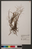 Digitaria leptalea Ohwi var. reticulmis Ohwi O߰