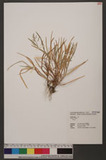 Poa annua L. 