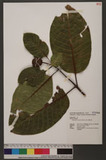 Neonauclea reticulata (Havil.) Merr. V