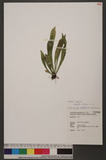 Antrophyum castaneum H. Ito se