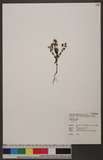 Swertia macrosperm...