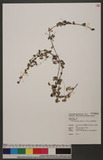 Nertera granadense (Mutis ex L. f.) Druce G`Wگ